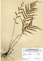 藏品(達邊蕨)的圖片